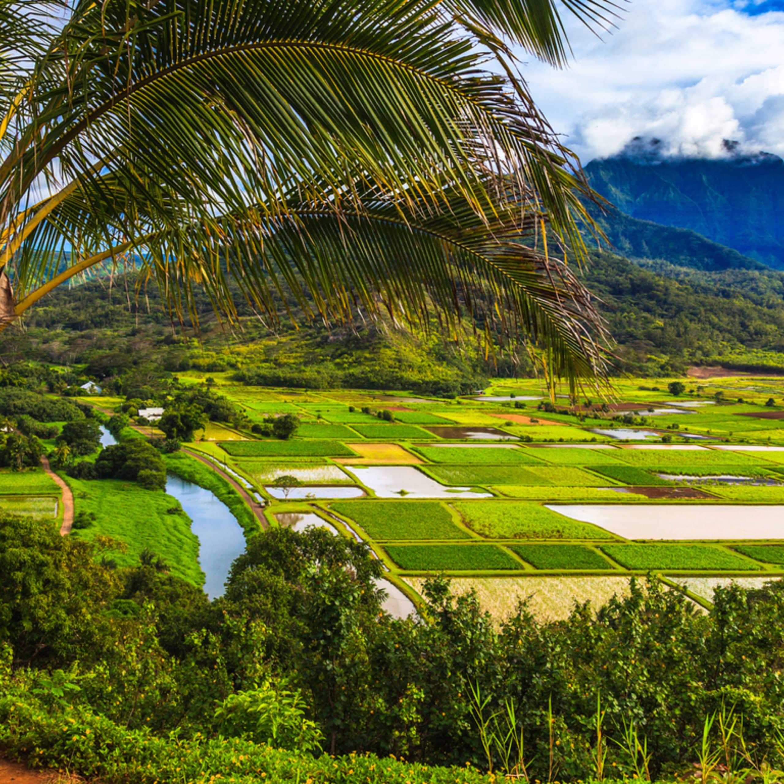 A palm tree in a field.