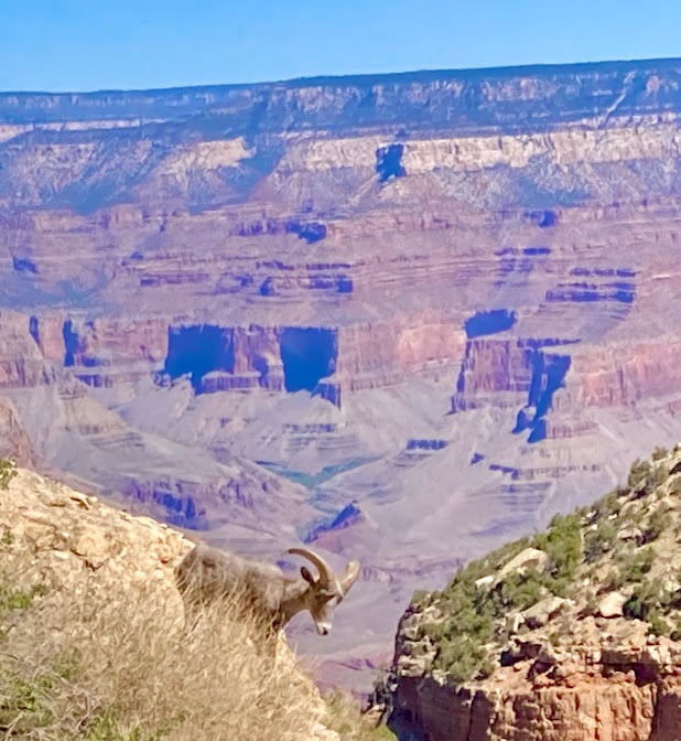 big horn sheep, grand canyon