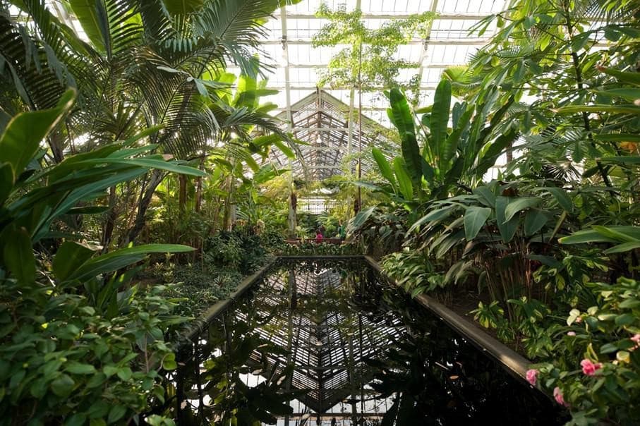 Inside of Garfield Park Conservatory