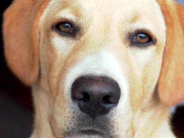 A close up of a yellow labrador dog looking at the camera.