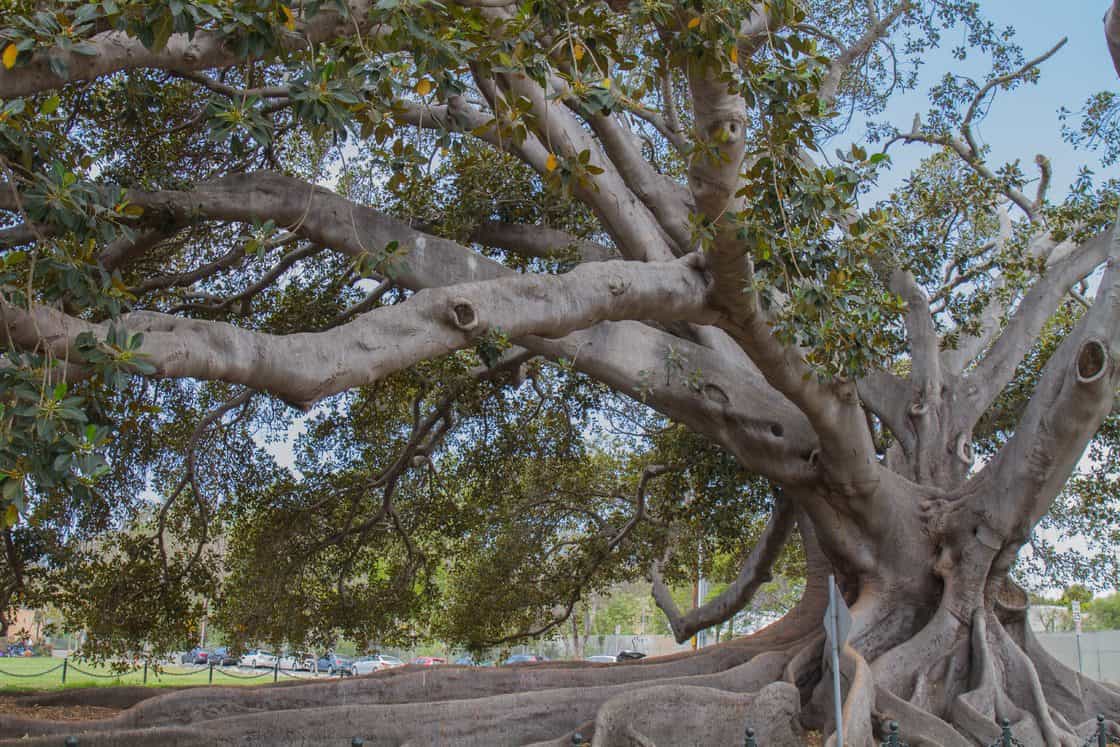 Moreton Bay Fig Tree