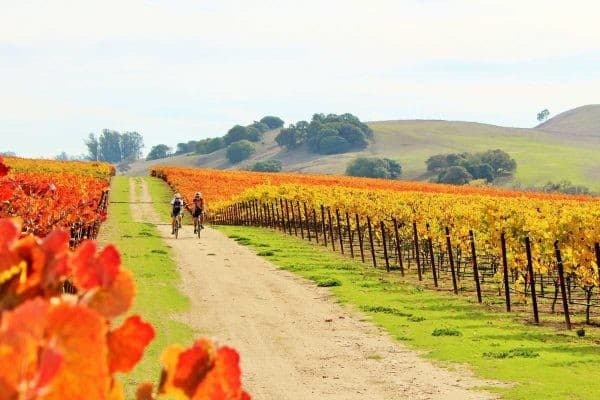 Two people riding bikes down a dirt road in a vineyard.