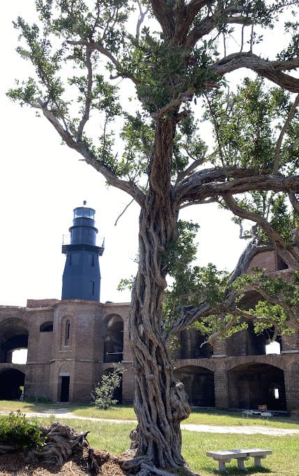 Dry Tortugas National Park - View of tree at Fort Jefferson with lighthouse in background.