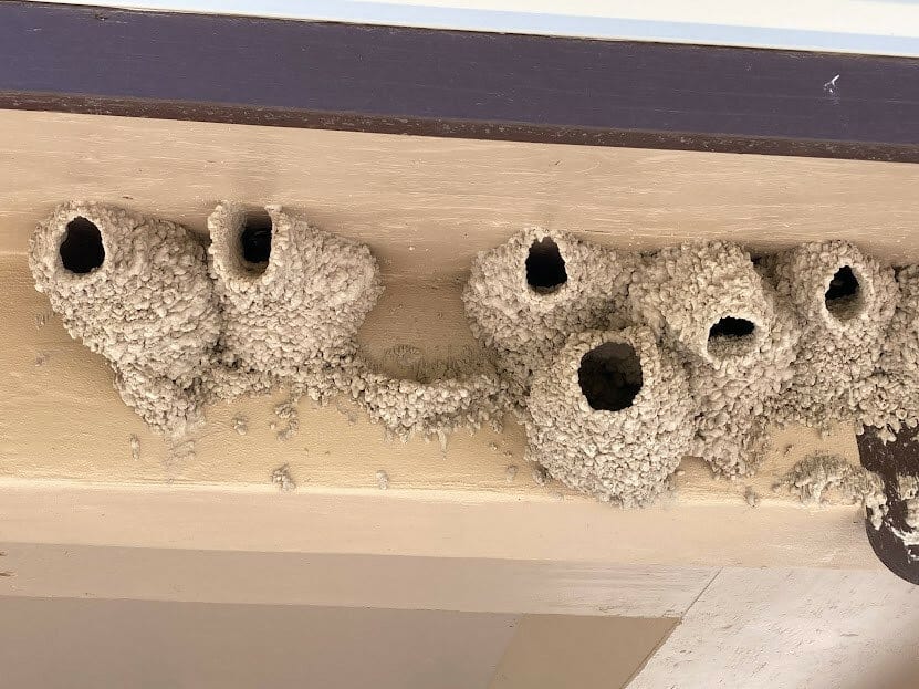 Cliff swallow nests in Badlands National Park