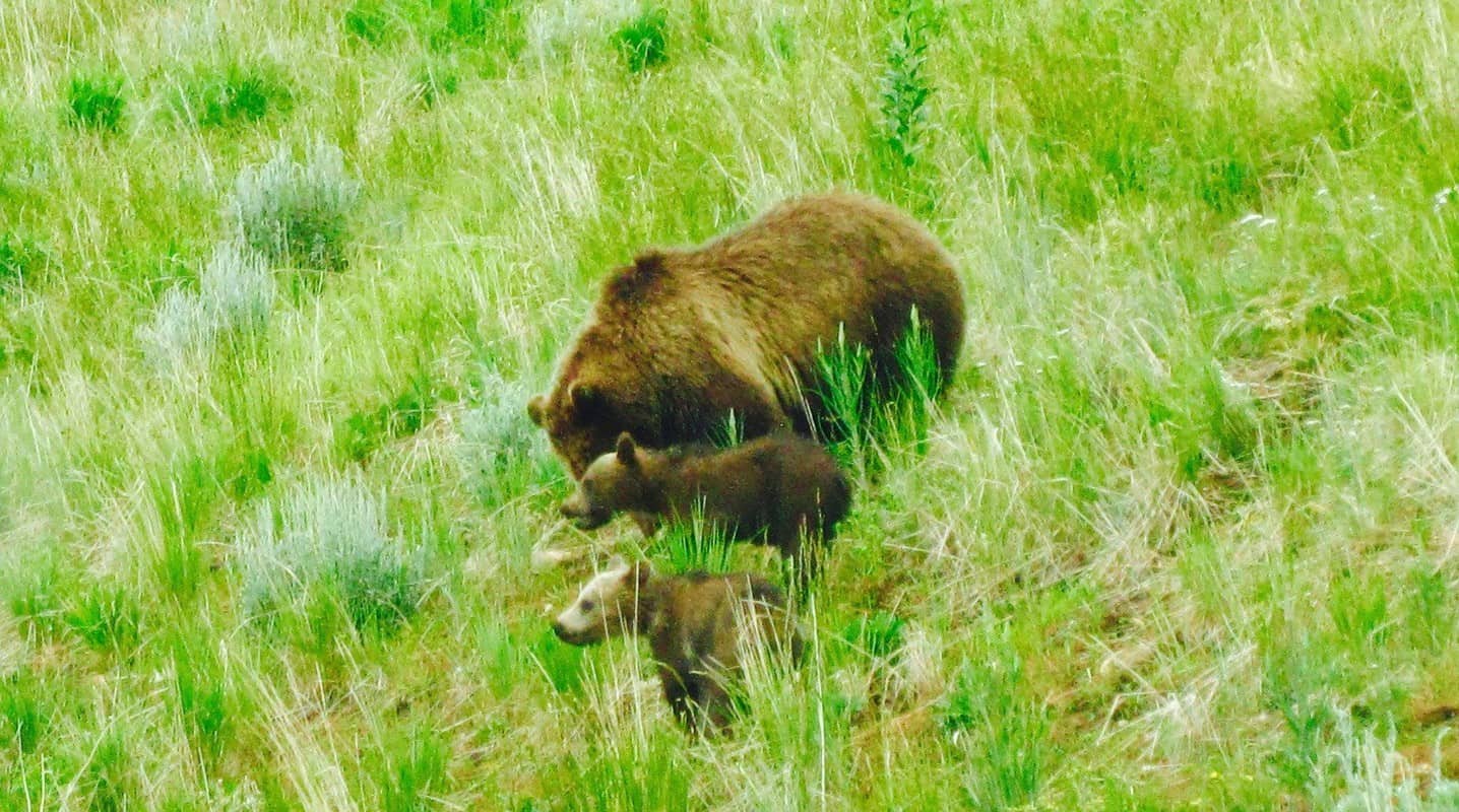 Grand Teton National Park bear and cubs in the grass.