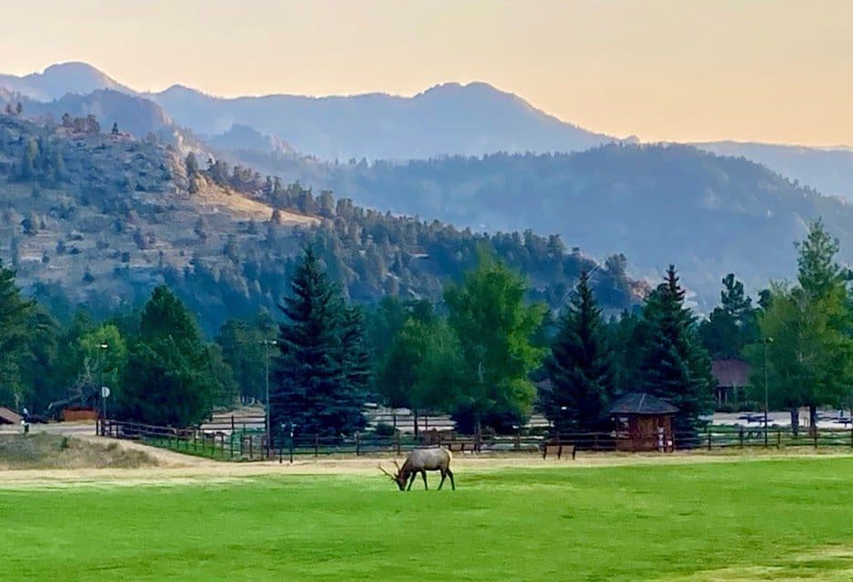 A herd of elk grazing in a field with mountains in the background.