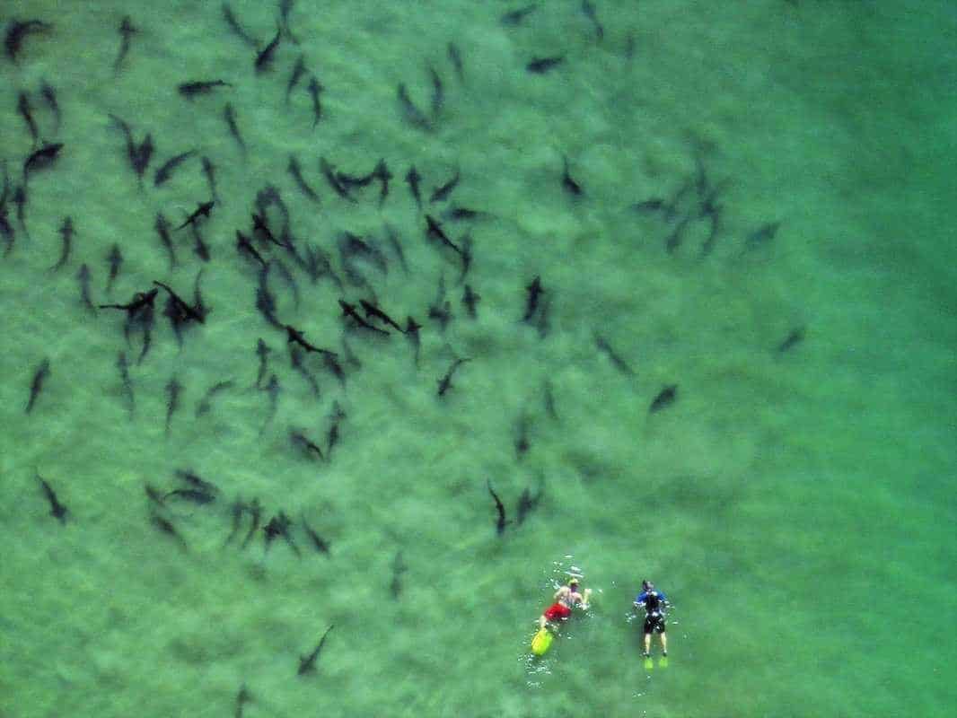 Leopard Sharks in La Jolla