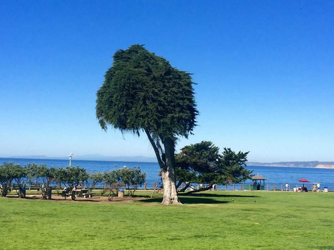 Lorax Tree La Jolla