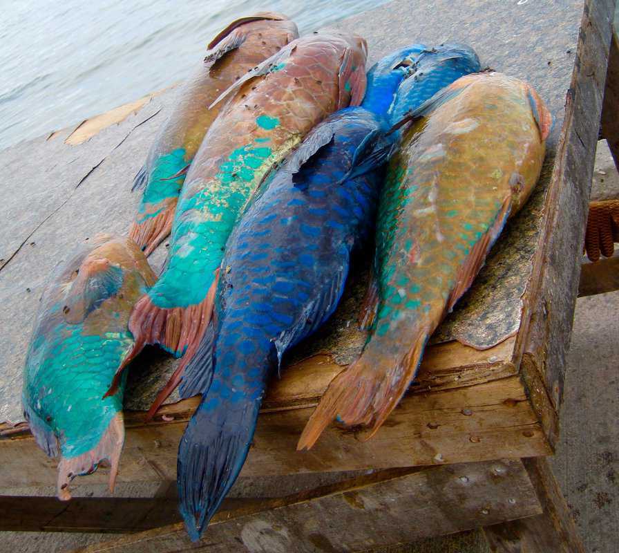 Colorful fish on table at Fish Market in Nassau, Bahamas