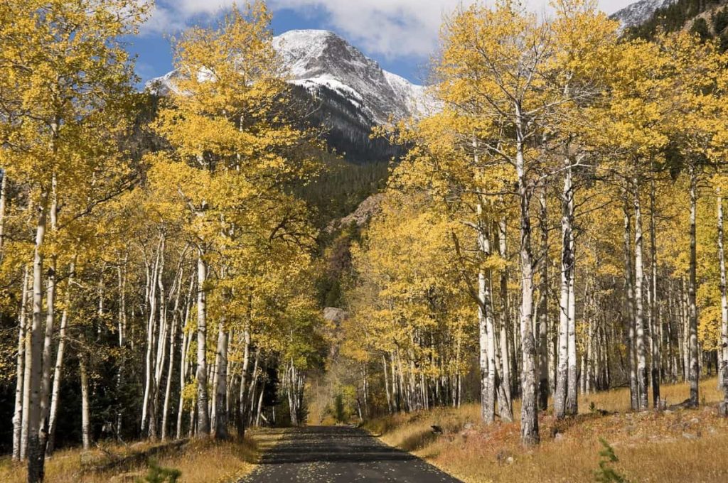 A scenic road in Rocky Mountain National Park, lined with aspen trees and a majestic mountain in the background.