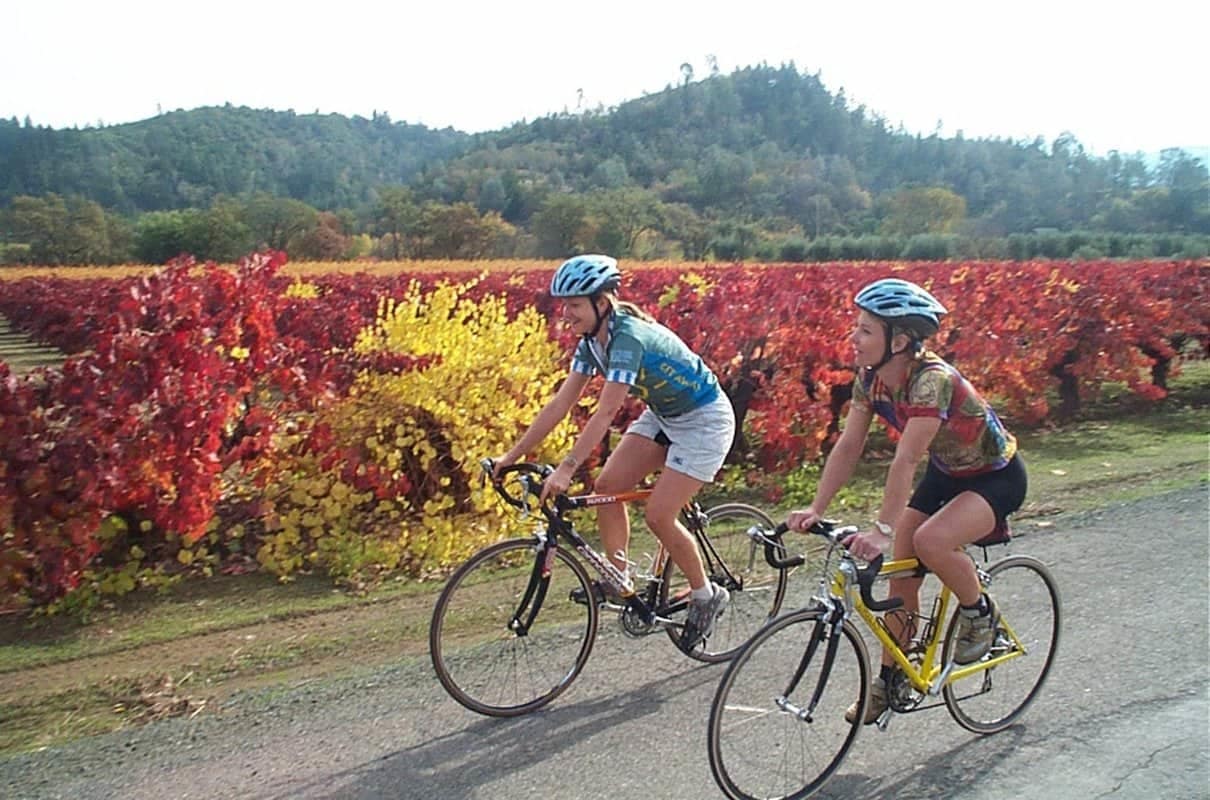 Two bicyclists riding down a road in a vineyard.