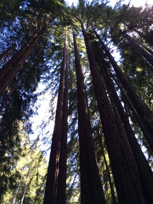 Redwoods