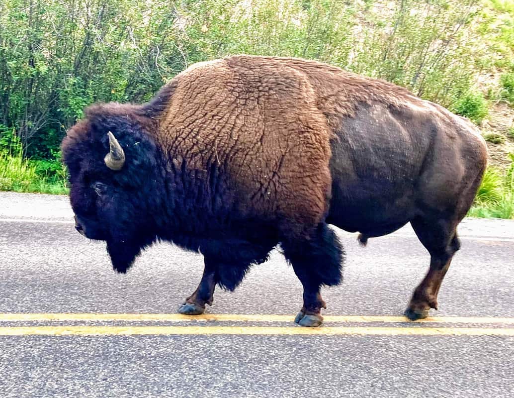 Bison walking in middle of road at Yellowstone