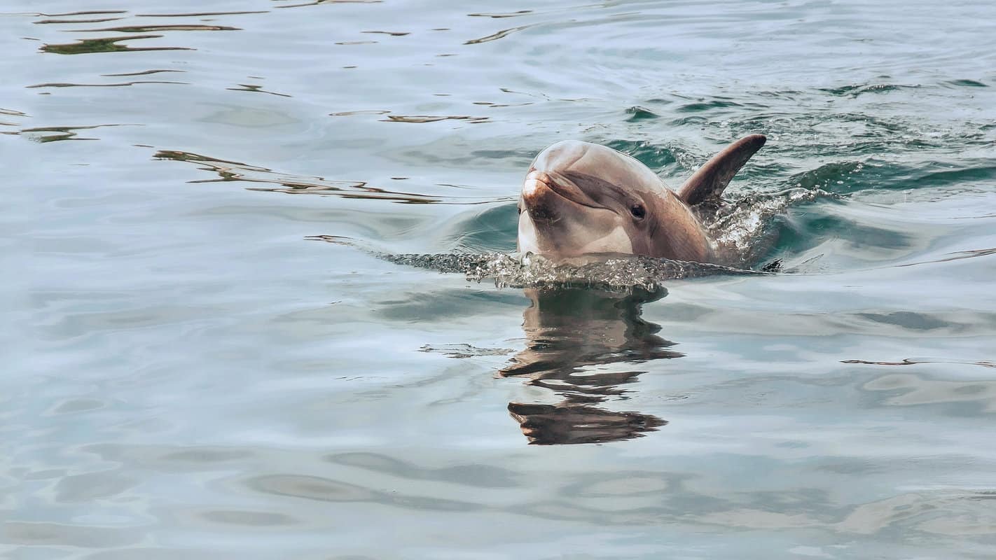 Dolphin swimming in water as seen from ferry going from Key West to Dry Tortugas National Park.