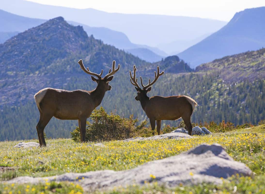 Elk Rocky Mountain National Park wildlife