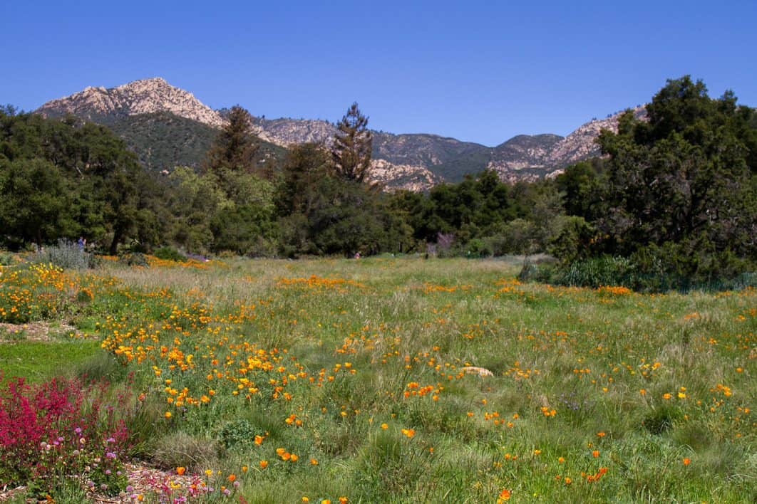 Santa Barbara Botanic Garden