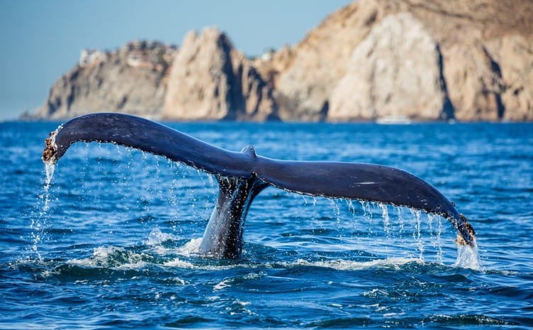 cabo san lucas whale watching