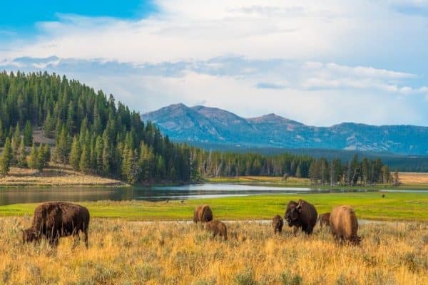 Bison grazing near a lake in Yellowstone National Park.