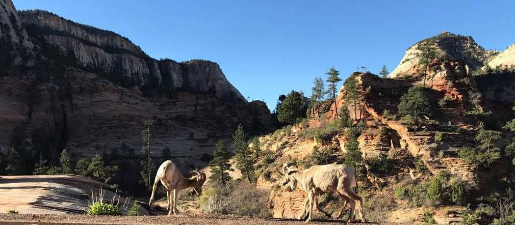 Zion National park wildlife