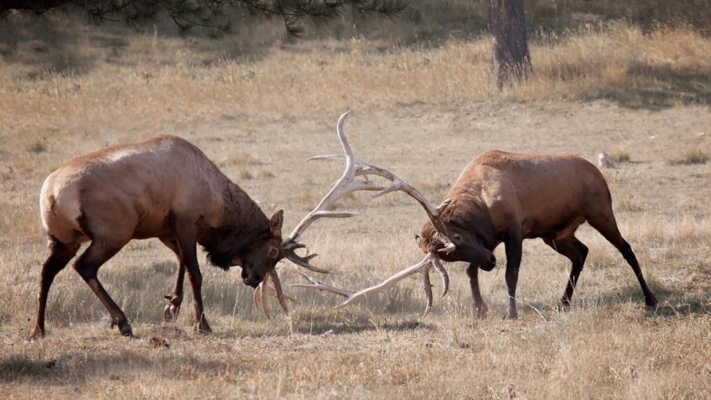 Elk sparring