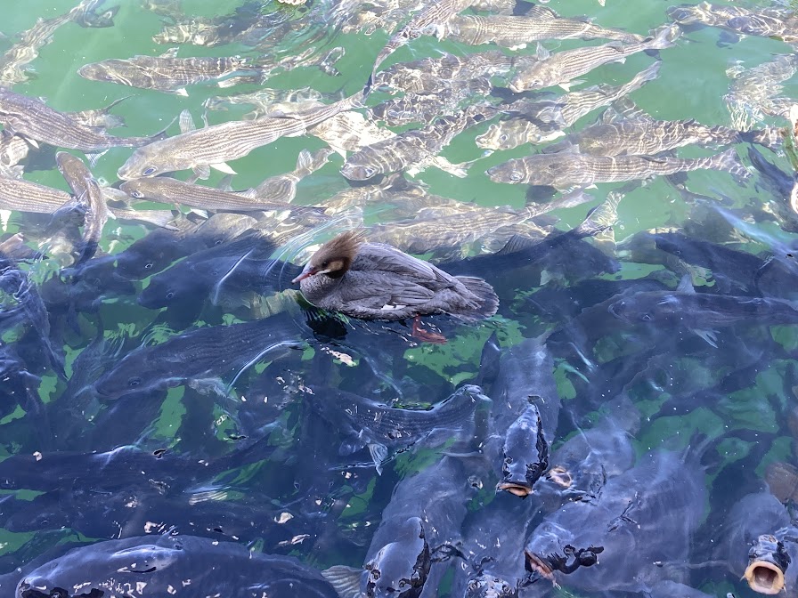 fish at Lake Mead marina