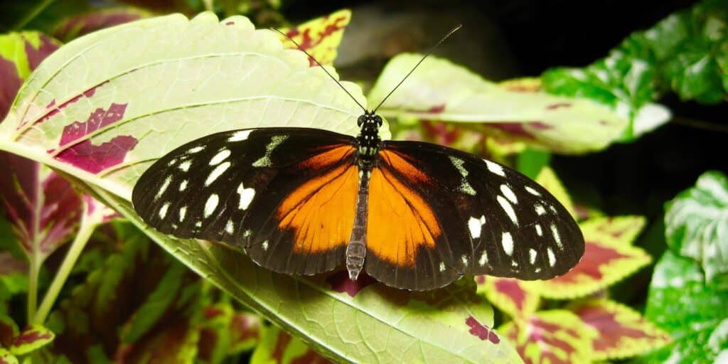 Butterfly House at Missouri Botanical Garden St. Louis 