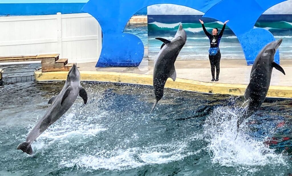 Dolphins jumping 